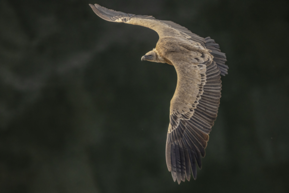 Gaensegeier_220210_21.jpg