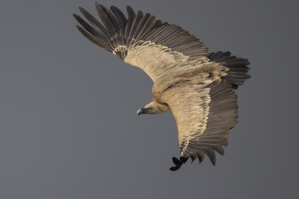 Gaensegeier_220210_22.jpg