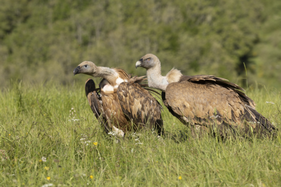 Gaensegeier_240529_06.jpg