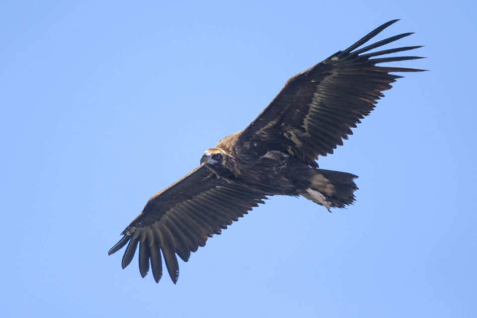 Moenchsgeier_160417_04.jpg