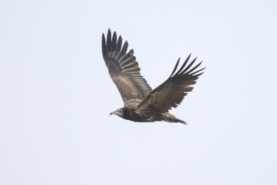 Schmutzgeier_130206_01.jpg