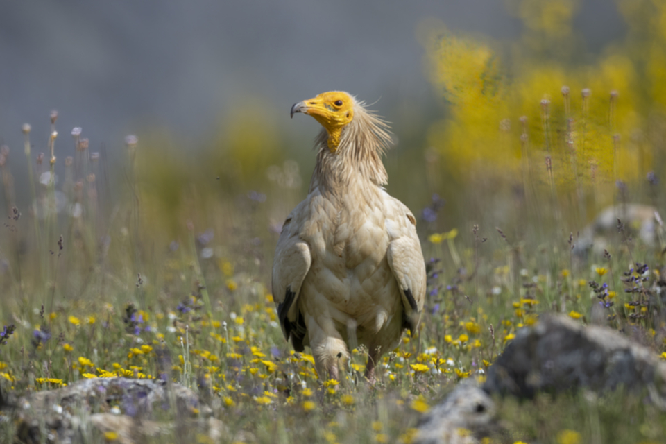 Schmutzgeier_240527_13.jpg