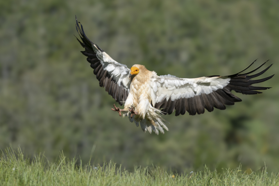 Schmutzgeier_240529_17.jpg