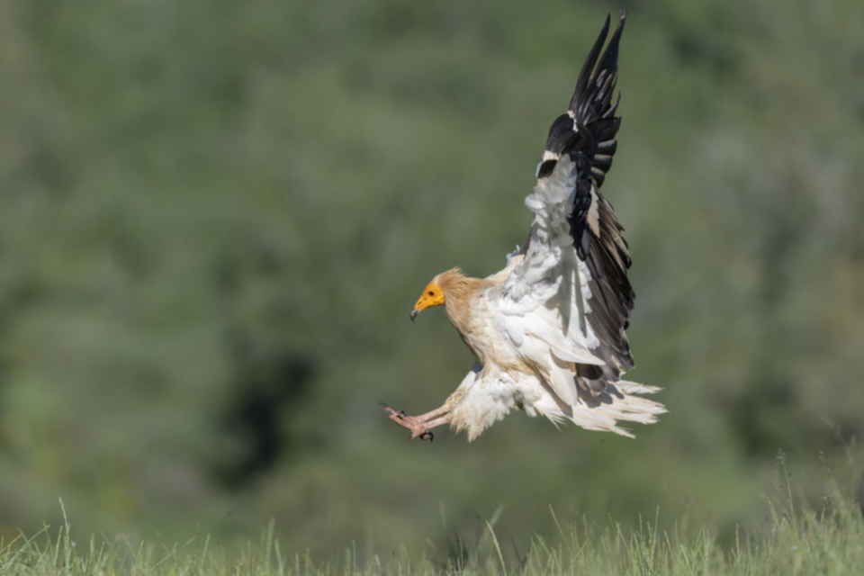 Schmutzgeier_240529_18.jpg