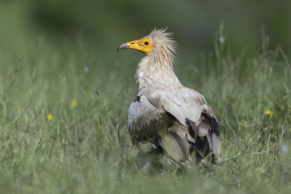 Schmutzgeier_240529_19.jpg