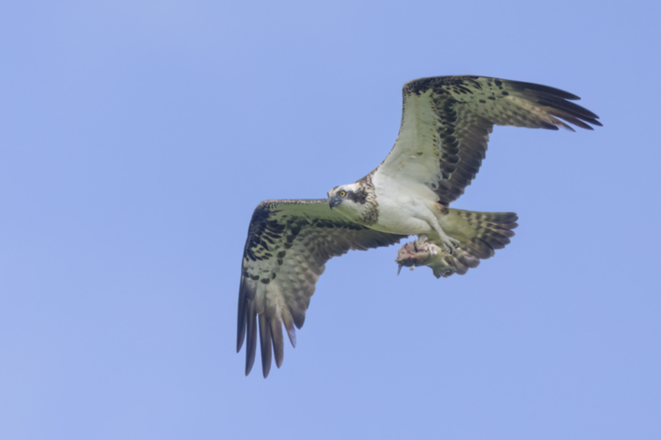 Fischadler_240409_07.jpg