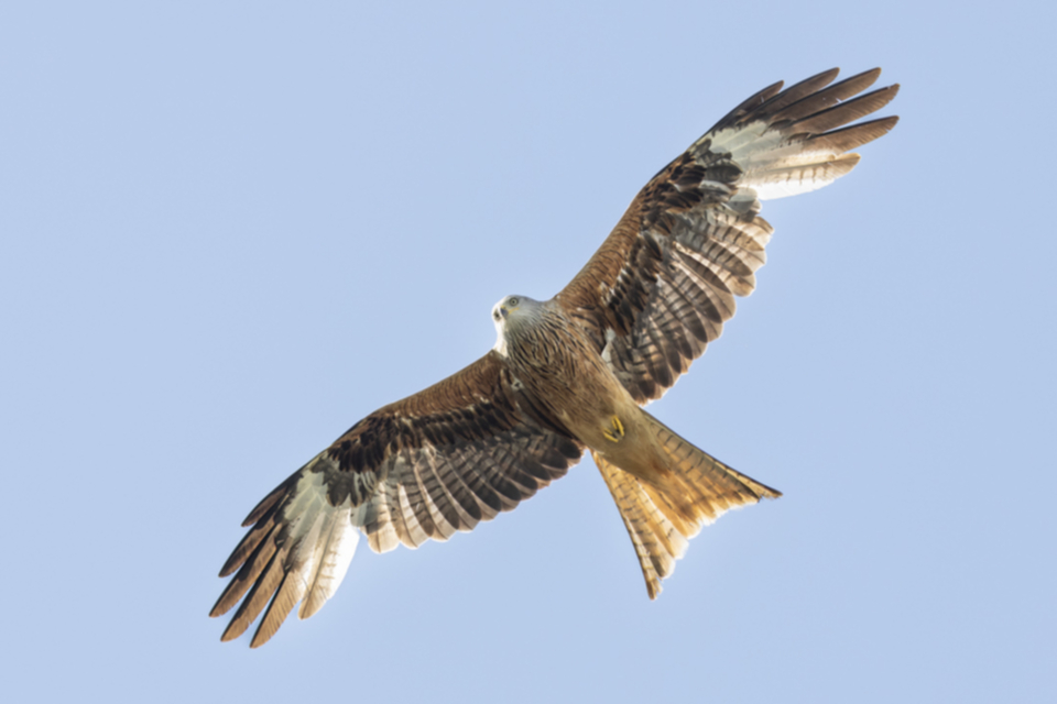 Rotmilan_250523_19.jpg