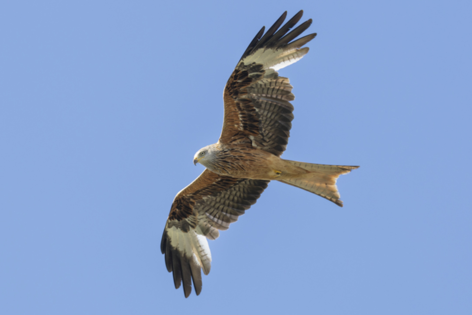 Rotmilan_250523_18.jpg