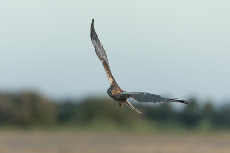 Rohrweihe_240602_33.jpg