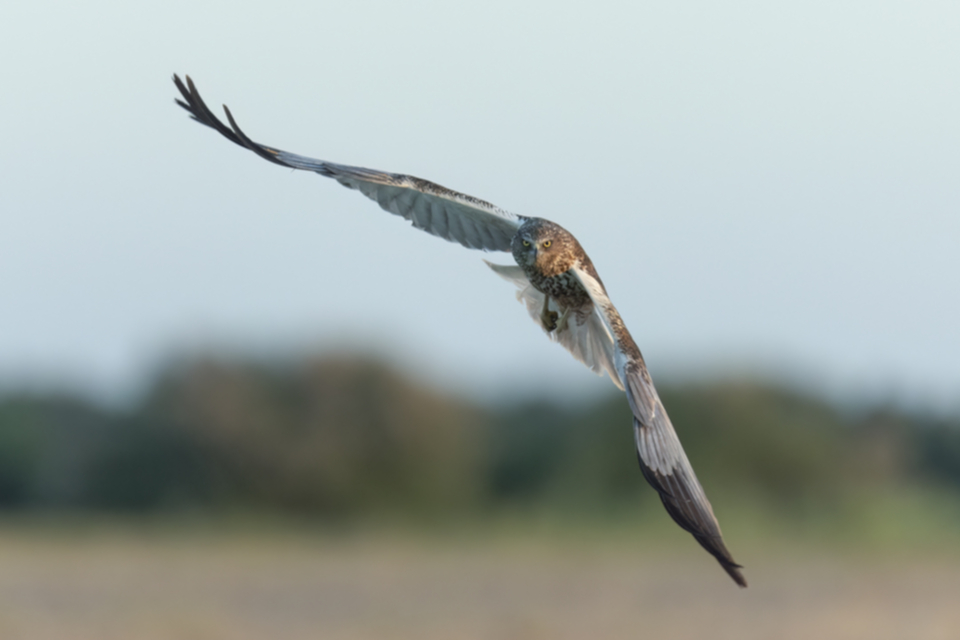 Rohrweihe_240602_34.jpg