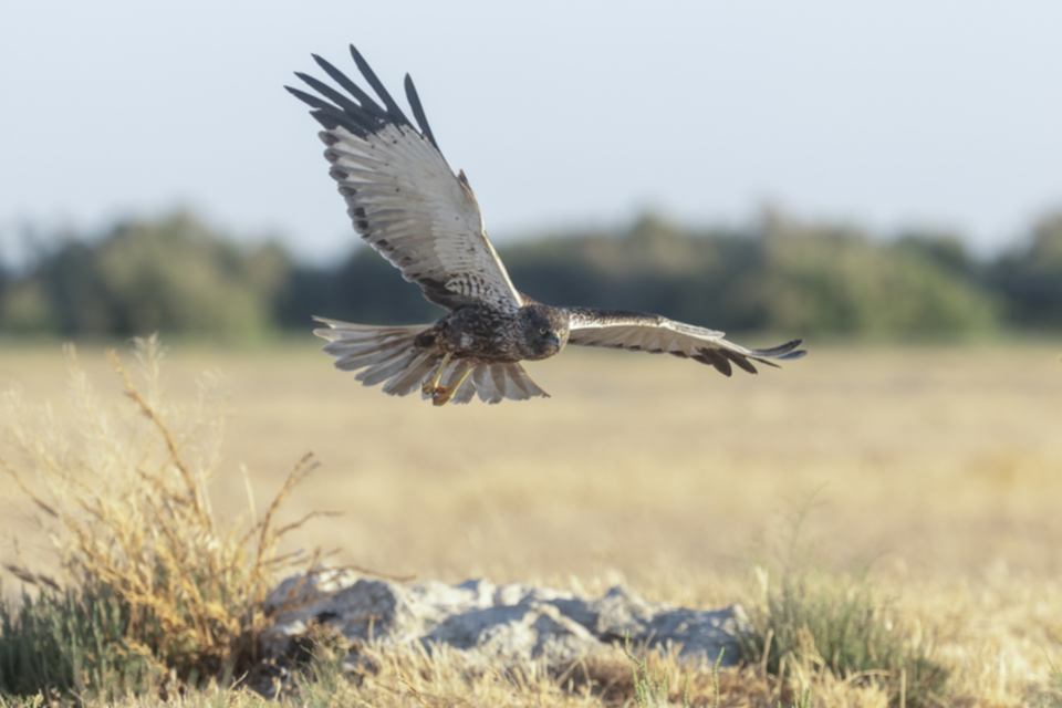 Rohrweihe_240602_38.jpg