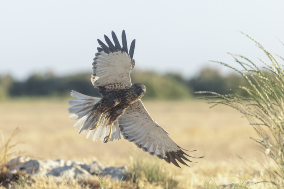 Rohrweihe_240602_39.jpg