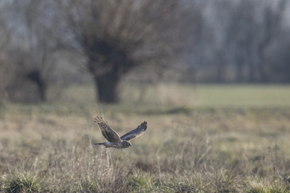 Kornweihe_230213_10.jpg