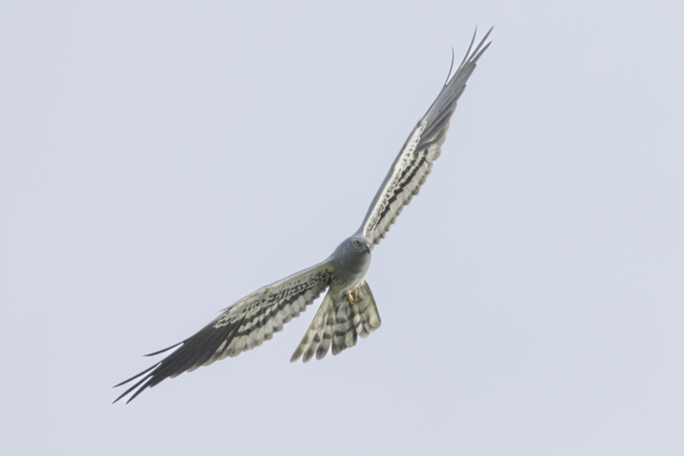 Wiesenweihe_240317_06.jpg