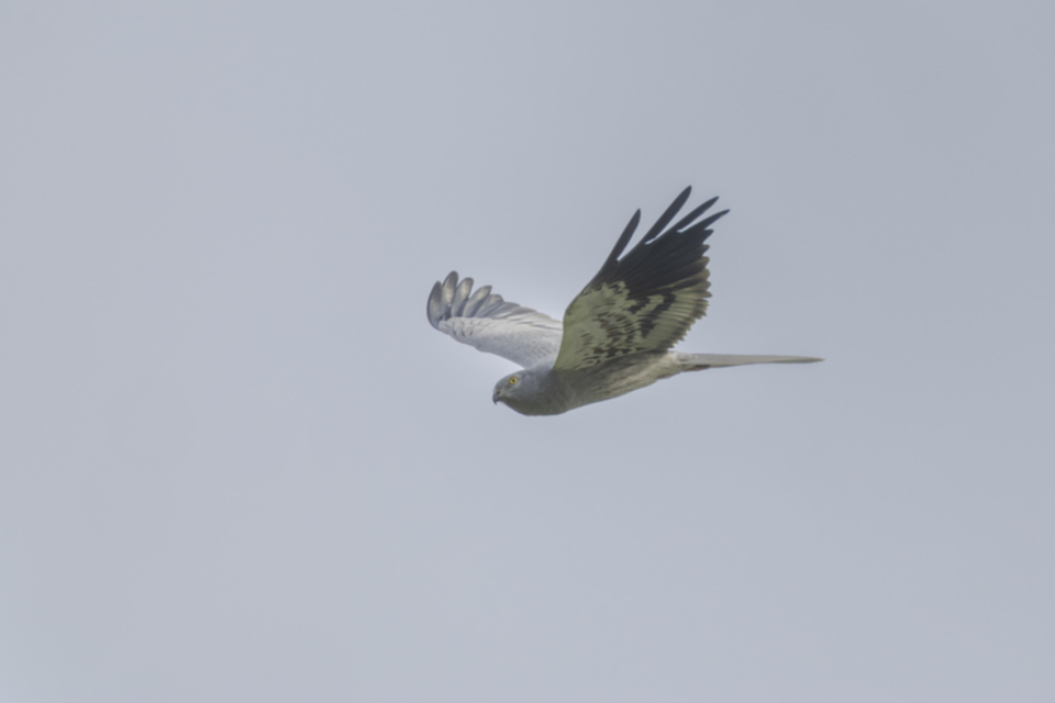Wiesenweihe_240317_08.jpg