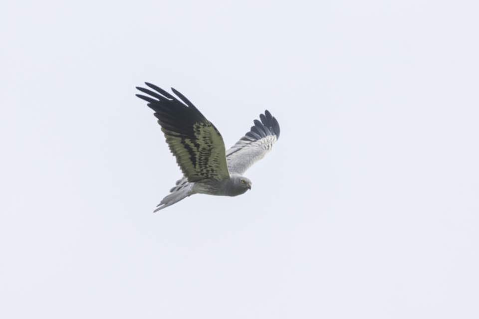 Wiesenweihe_240317_10.jpg