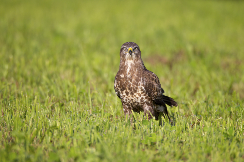 Maeusebussard_110820_01.jpg