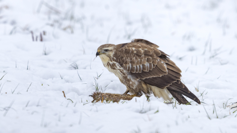 Maeusebussard_171202_02.jpg
