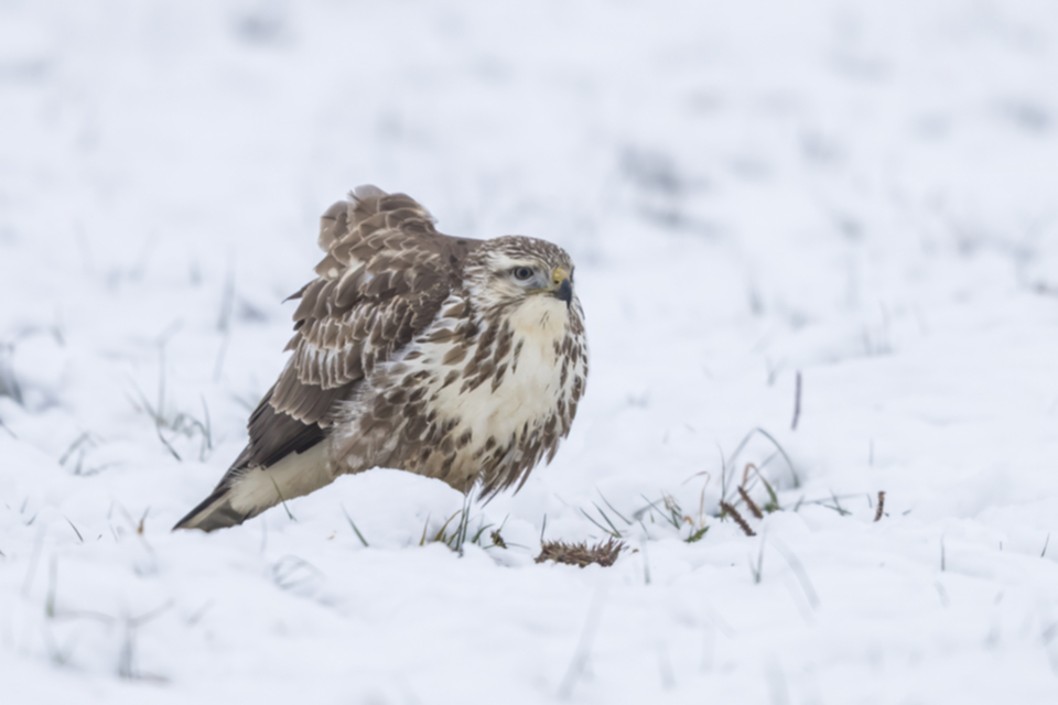 Maeusebussard_171202_03.jpg