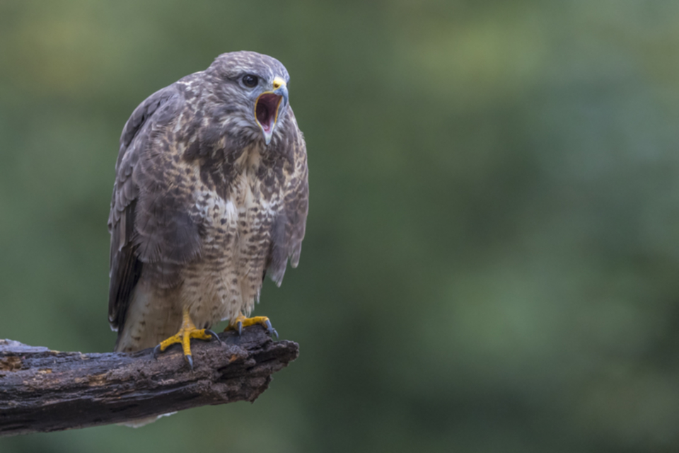 Maeusebussard_191008_06.jpg