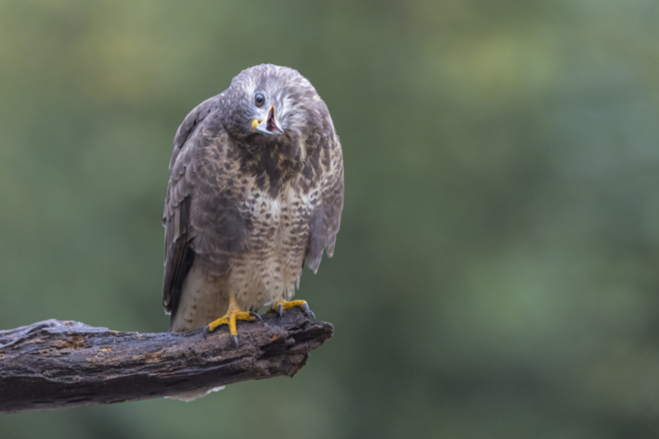 Maeusebussard_191008_07.jpg