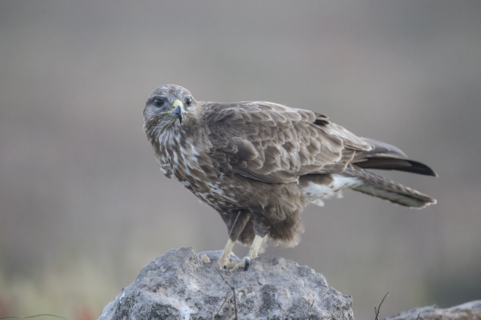 Maeusebussard_210520_09.jpg