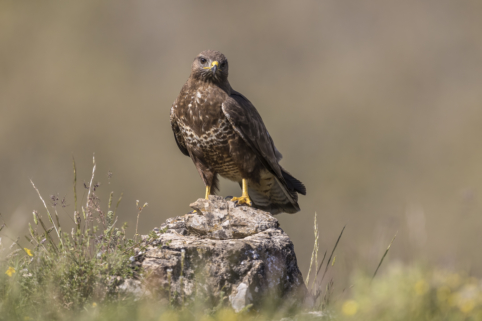 Maeusebussard_210524_10.jpg
