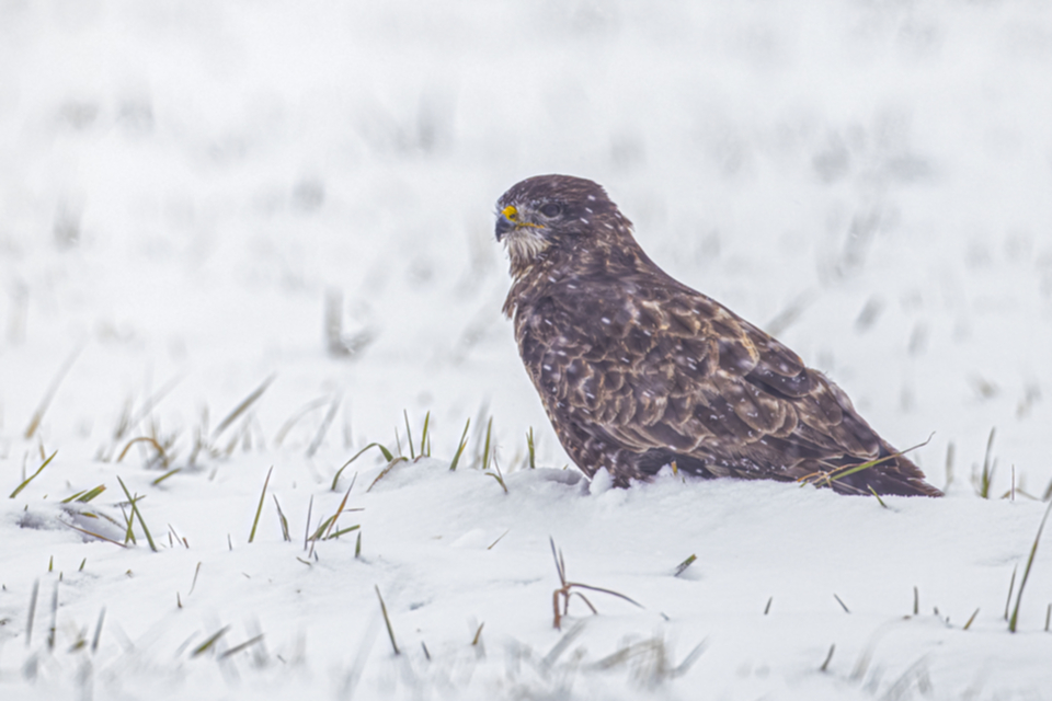 Maeusebussard_211210_12.jpg