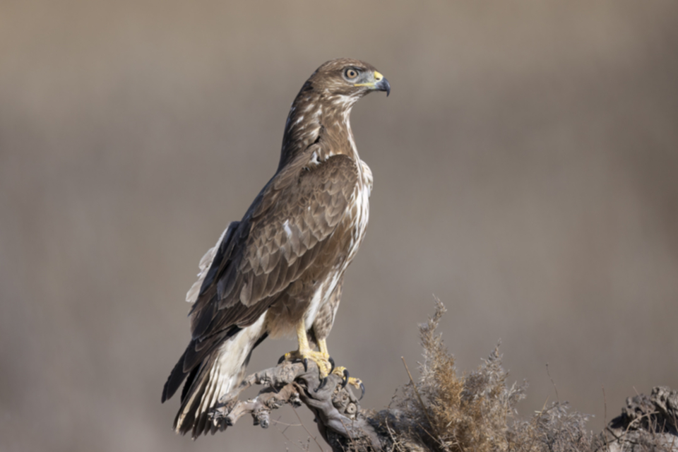 Maeusebussard_220129_13.jpg