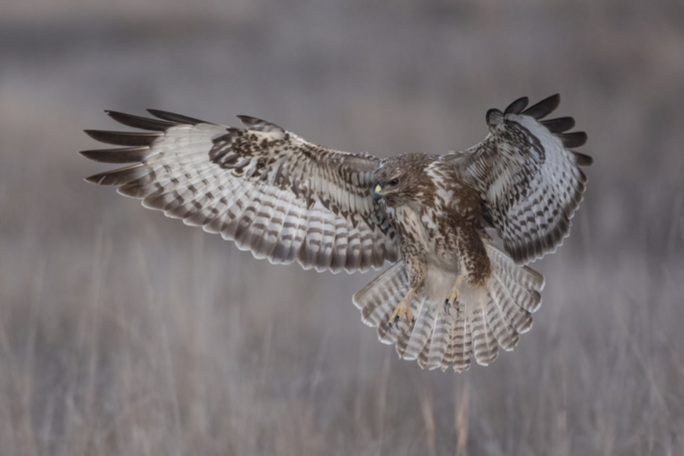 Maeusebussard_220131_15.jpg