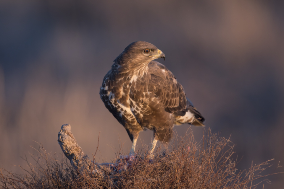 Maeusebussard_220130_14.jpg