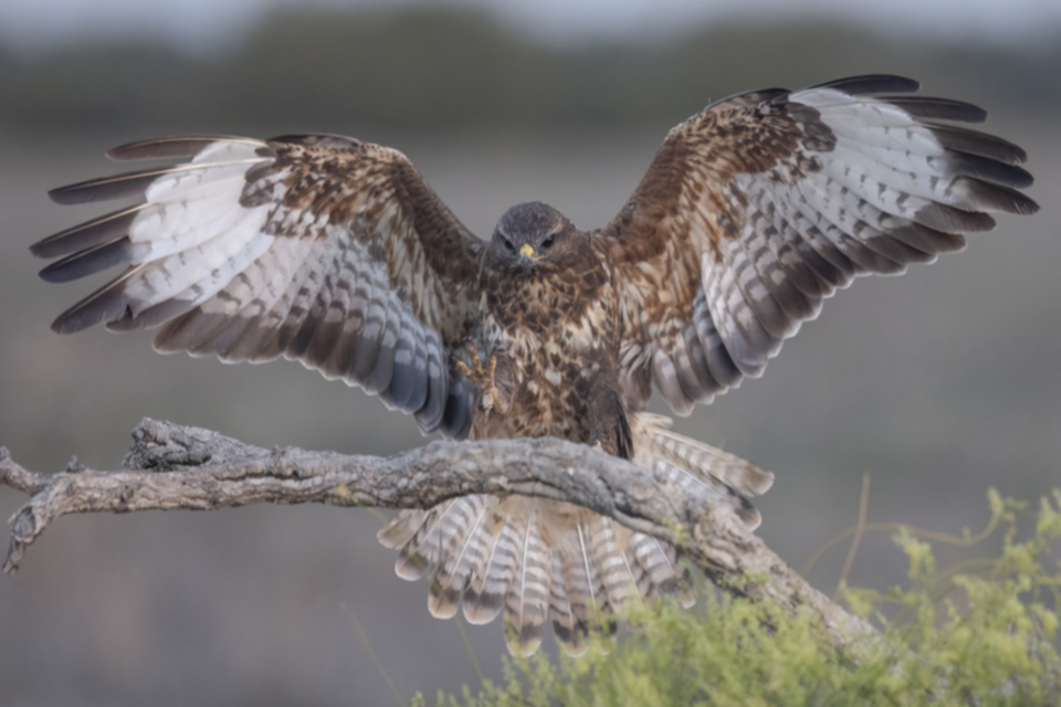 Maeusebussard_231008_16.jpg