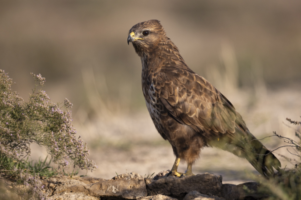 Maeusebussard_231008_17.jpg