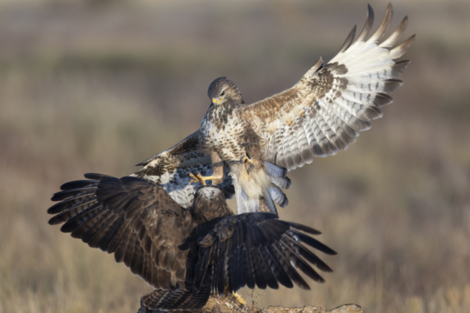 Maeusebussard_231009_18.jpg