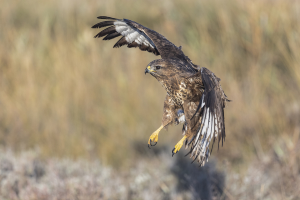 Maeusebussard_231009_19.jpg