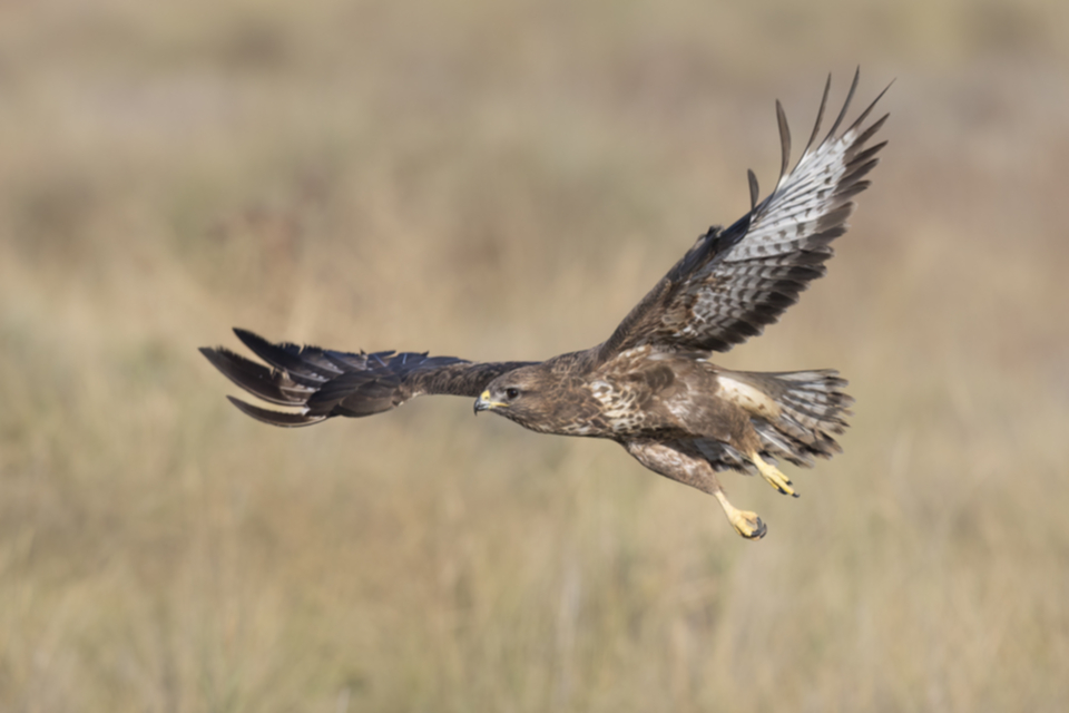 Maeusebussard_231009_20.jpg