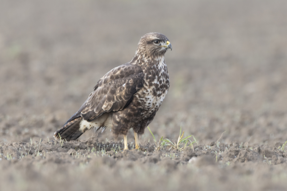 Maeusebussard_231108_21.jpg
