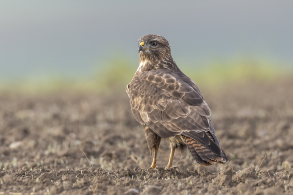 Maeusebussard_231108_22.jpg