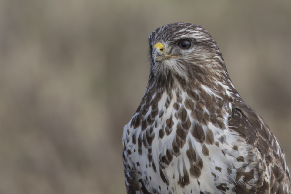 Maeusebussard_240104_23.jpg