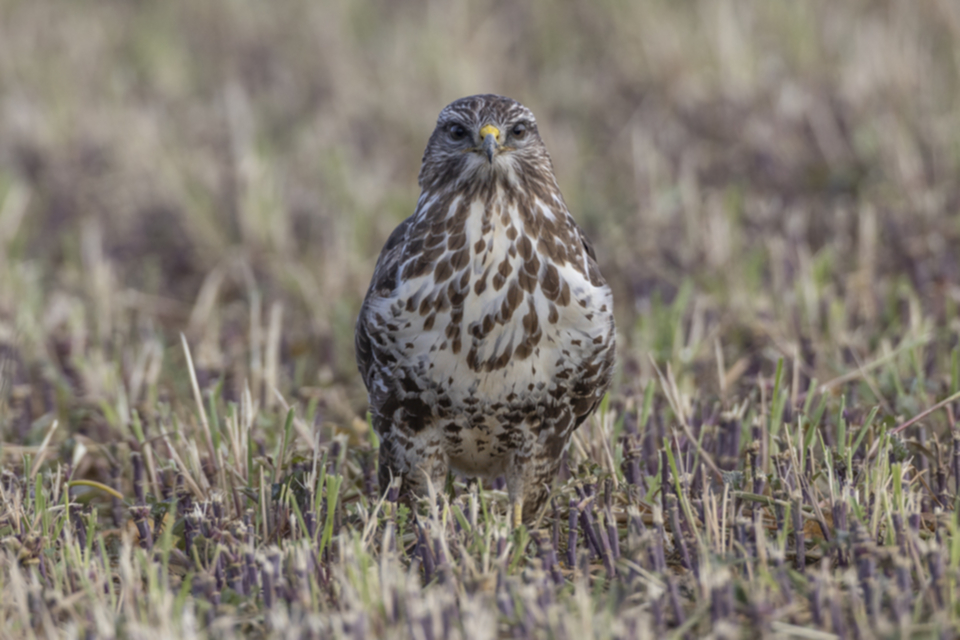 Maeusebussard_240104_24.jpg