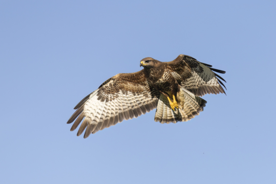 Maeusebussard_240529_25.jpg