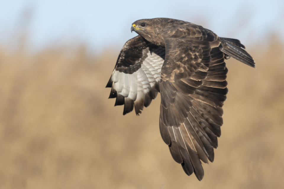 Maeusebussard_241207_26.jpg