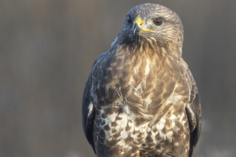 Maeusebussard_241207_28.jpg