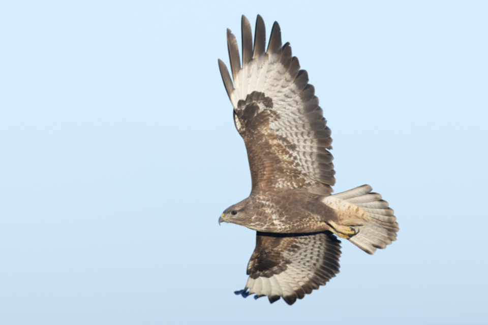 Maeusebussard_241208_29.jpg