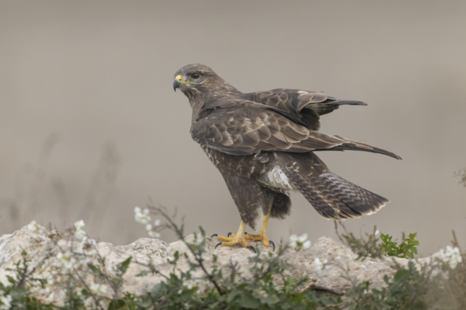 Maeusebussard_241209_30.jpg
