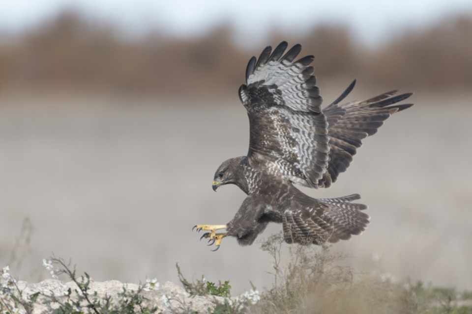 Maeusebussard_241209_31.jpg