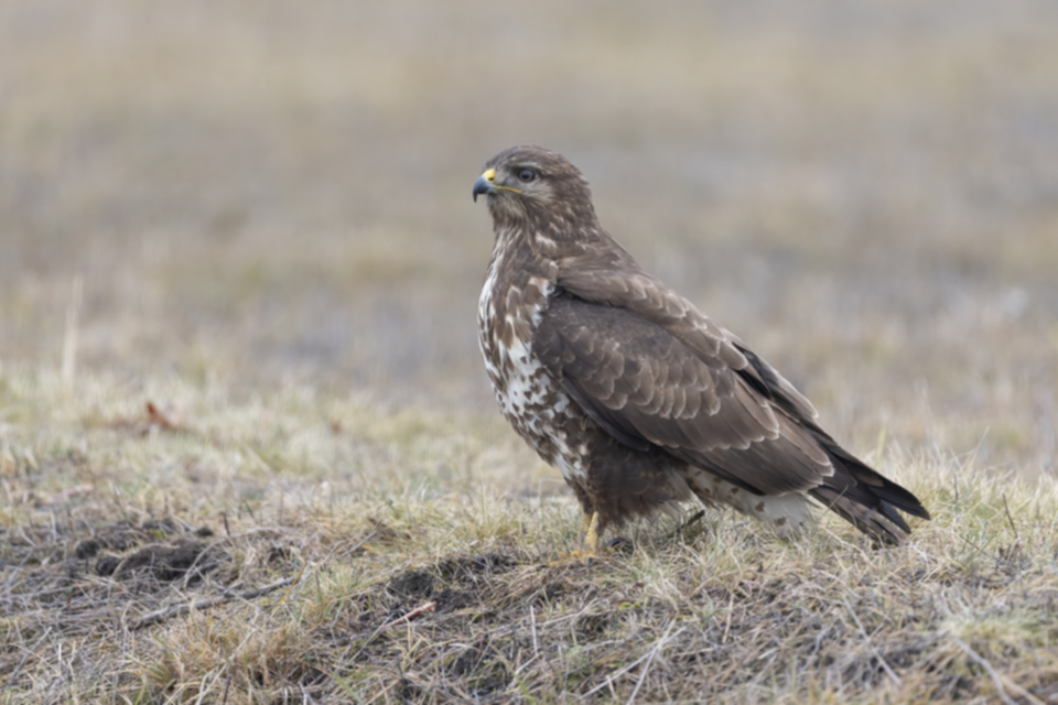 Maeusebussard_250121_33.jpg