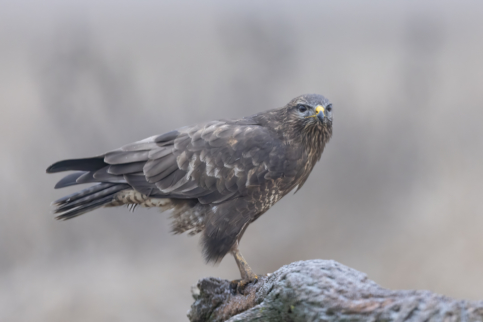 Maeusebussard_250122_34.jpg