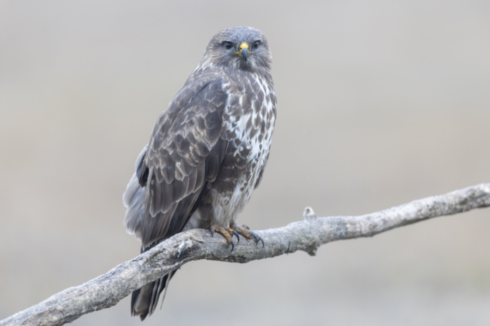 Maeusebussard_250122_36.jpg