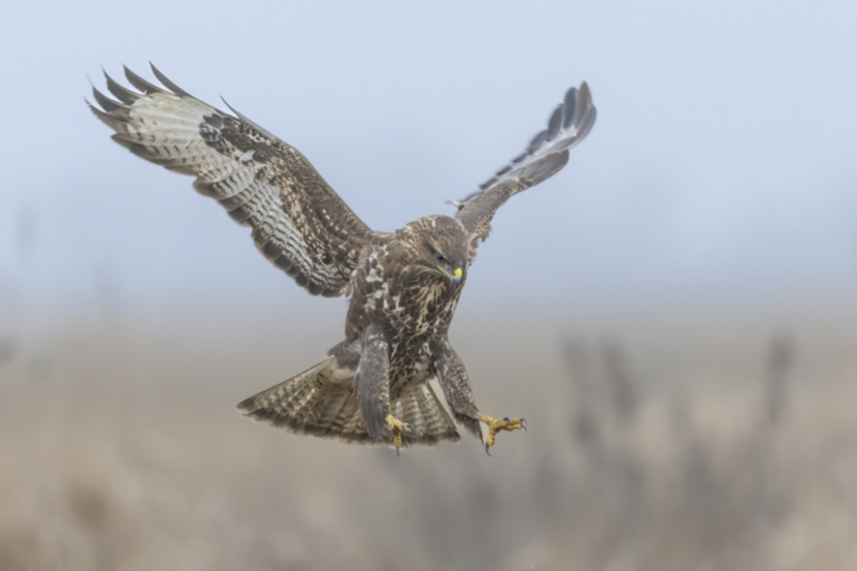 Maeusebussard_250122_37.jpg